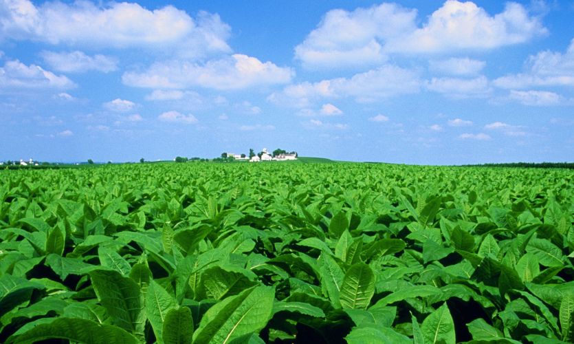 कृषि मंत्रालय का अनुमान, इस साल फसलों के उत्पादन में होगी बढ़ोतरी कृषि मंत्रालय का अनुमान, इस साल फसलों के उत्पादन में होगी बढ़ोतरी